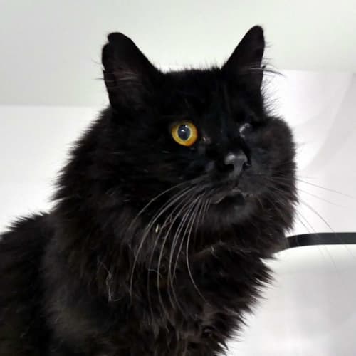 Jeffrey - Permanent Foster Home