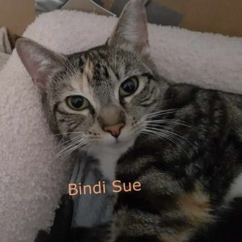 Bindi Sue