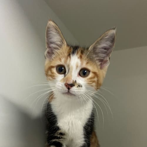 Biscuit