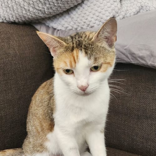Lily 