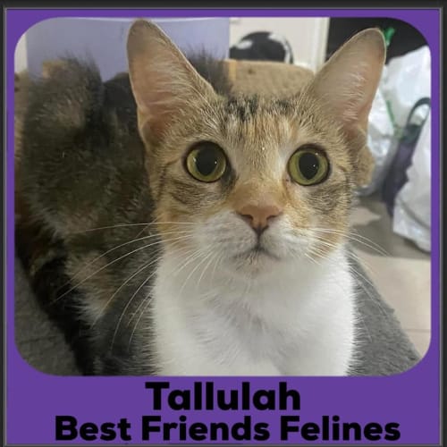 Tallulah 