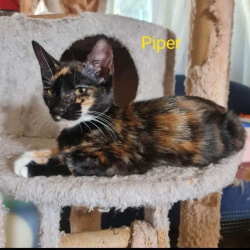 Piper
