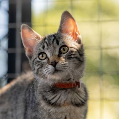 Cali **2nd Chance Cat Rescue**