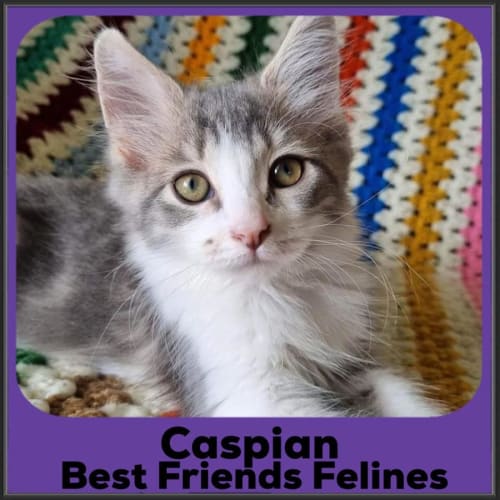 Caspian 