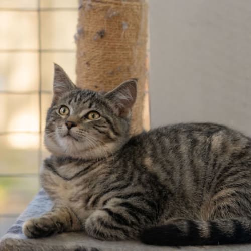 Evander **2nd Chance Cat Rescue**