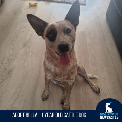 Bella - 1 Year Old Cattle Dog (On Trial)