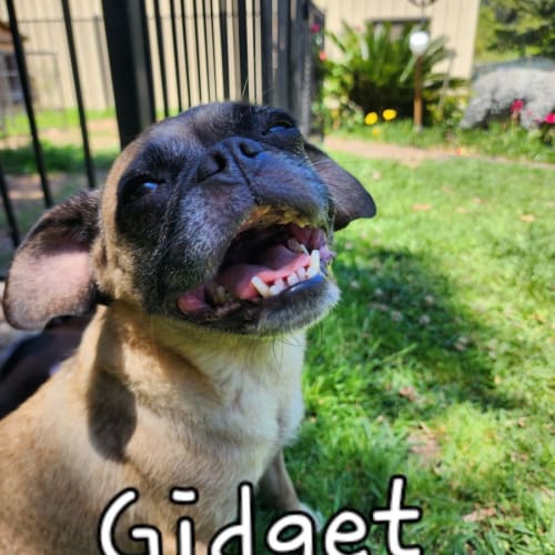 Gidget