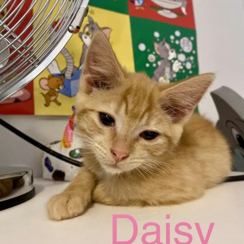 Daisy