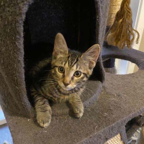 Oliver ~ Adopt me @ Petstock Mornington 19/03/23