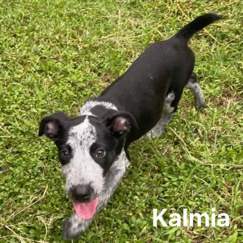 Kalmia