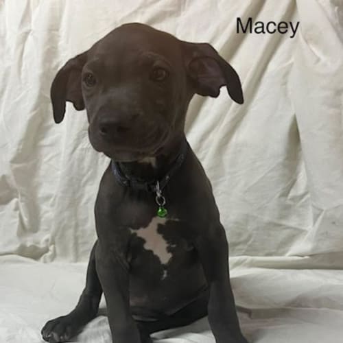 Macey