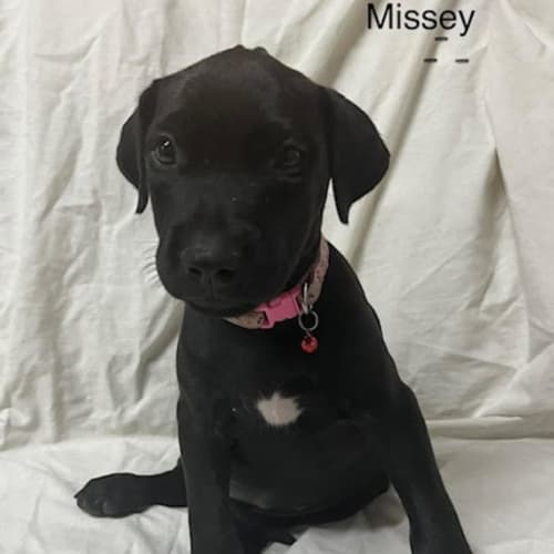 Missey