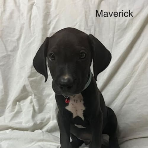 Maverick