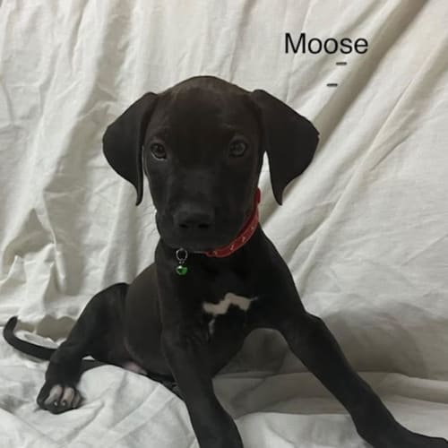 Moose