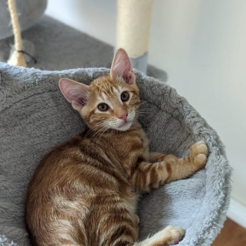 Benny