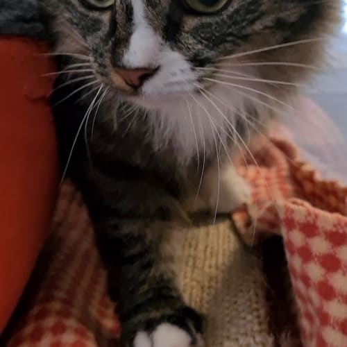 Jazzy Mittens