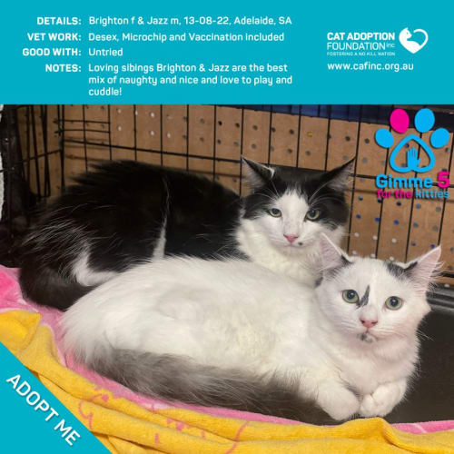 Brighton and Jazz Just $78 The Pair Limited Time!