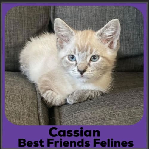 Cassian 