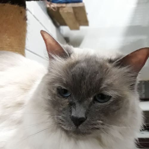 Missy