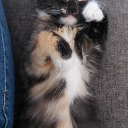 Luna