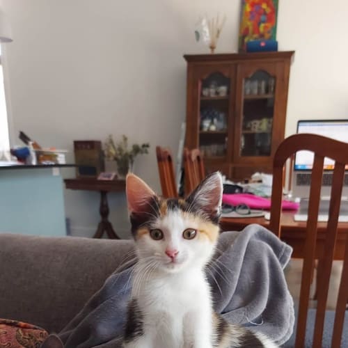 Lily
