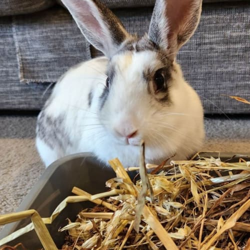 The Rabbit Sanctuary - PetRescue