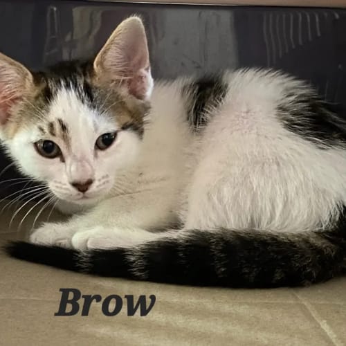 Brow