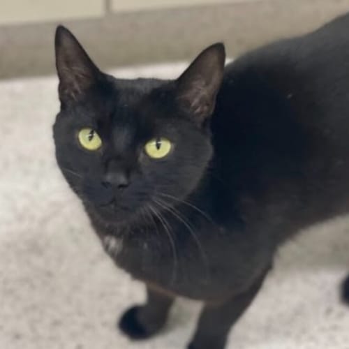 Binx