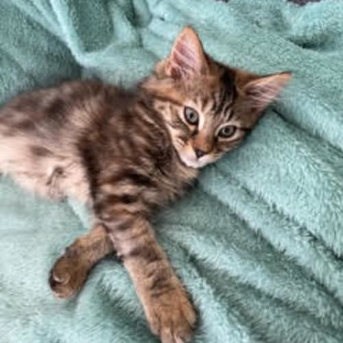 Agatha (now Pepper)