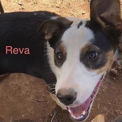 Reva