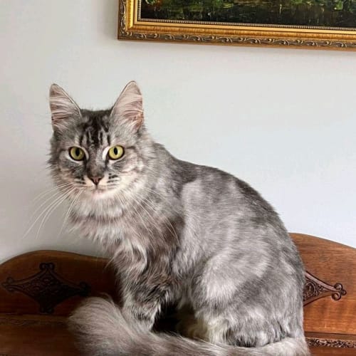 Artemis