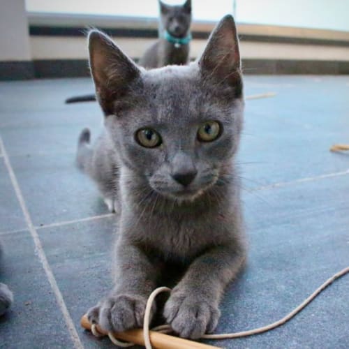 Satine ** 2nd Chance Cat Rescue**