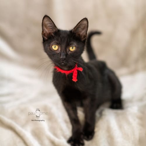 Ruby Rose**2nd Chance Cat Rescue**