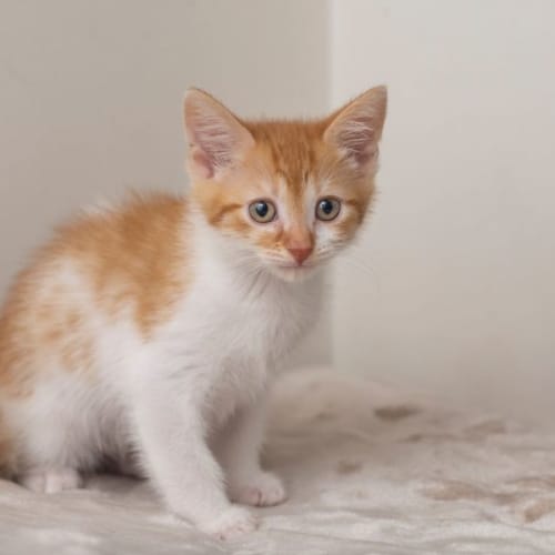 Umbreon **2nd Chance Cat Rescue**