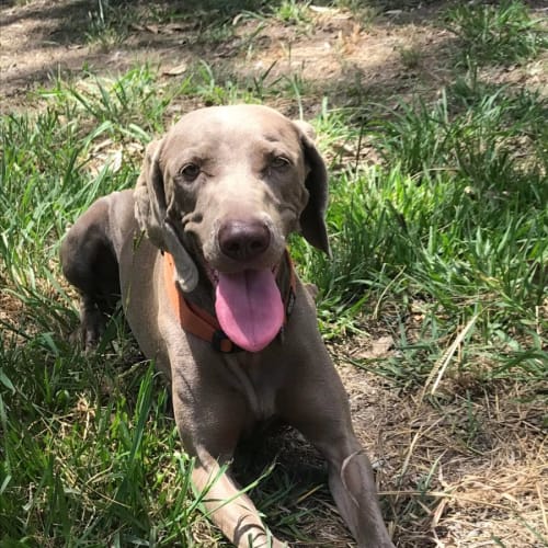 Maggie