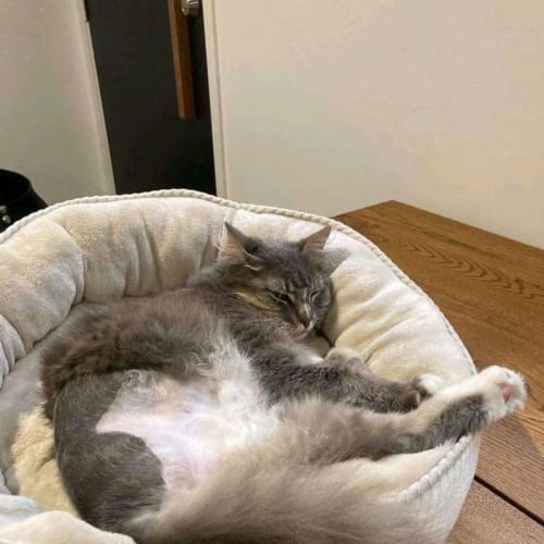 Meeka