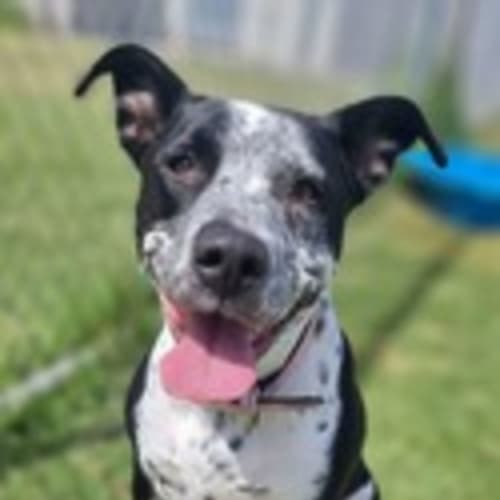 Geelong Animal Welfare Society - PetRescue Geelong Animal Welfare Society - PetRescue
