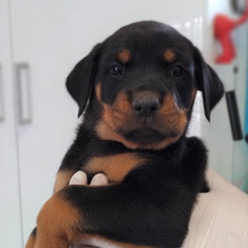 Kai
