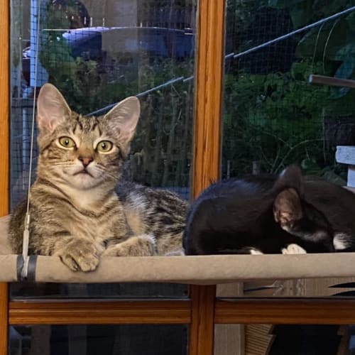 Fred Catstaire