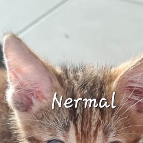 Nermal