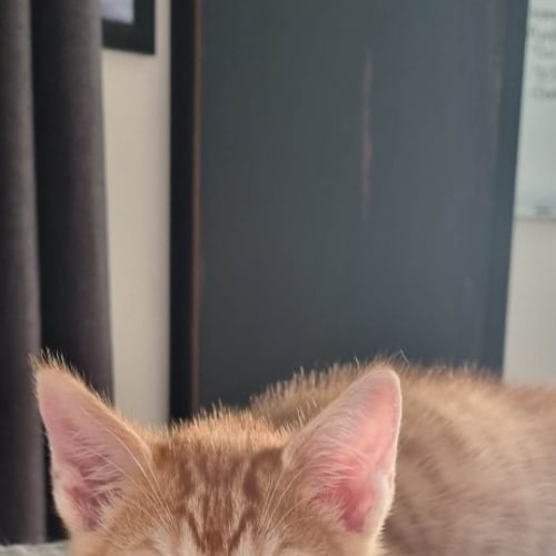 Garfield