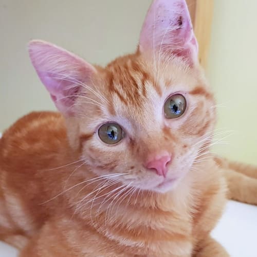 Cinnamon