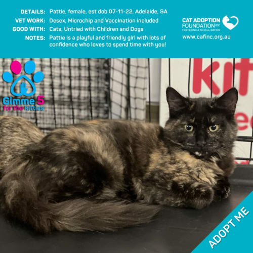 Pattie Just $100 Limited Time!