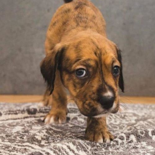 Blondie - 9 Week Old Wolfhound X (On Trial)