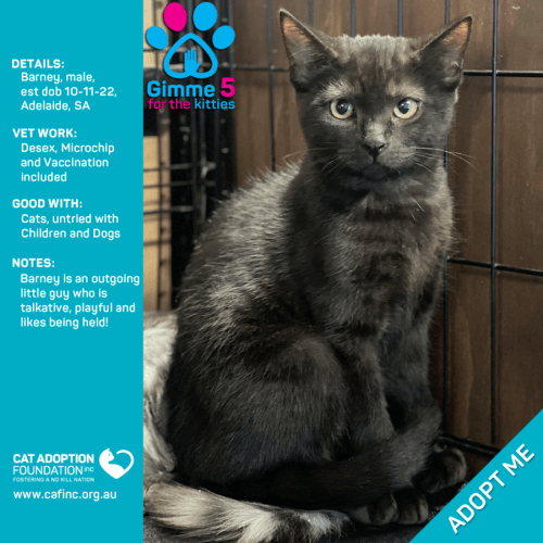 Barney Kittens Just $100 Limited Time!