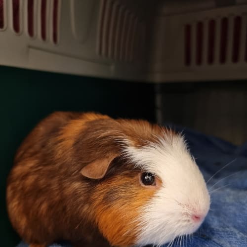 Mr. Poppy