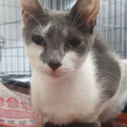 Smudge