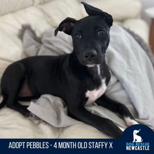 Pebbles - 4 Month Old Staffy X (On Trial)