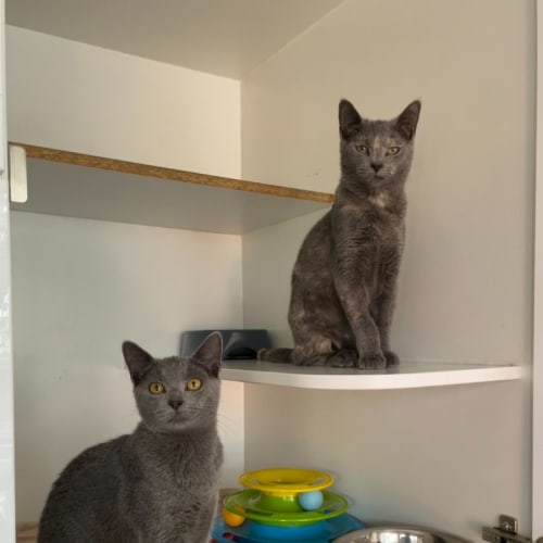 Fettucine & Linguini 