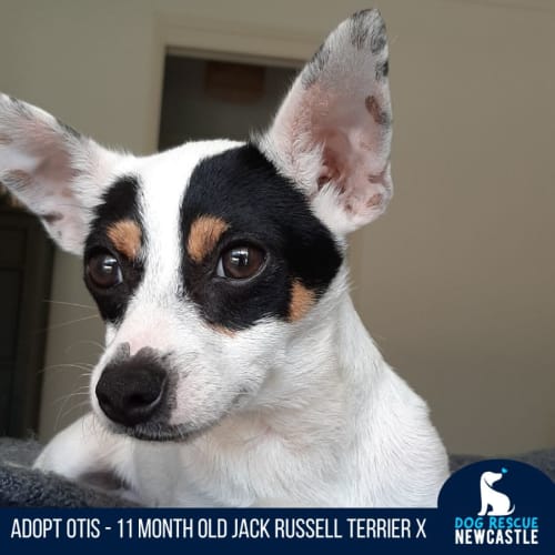 Otis - 11 Month Old Jack Russell (On Trial)